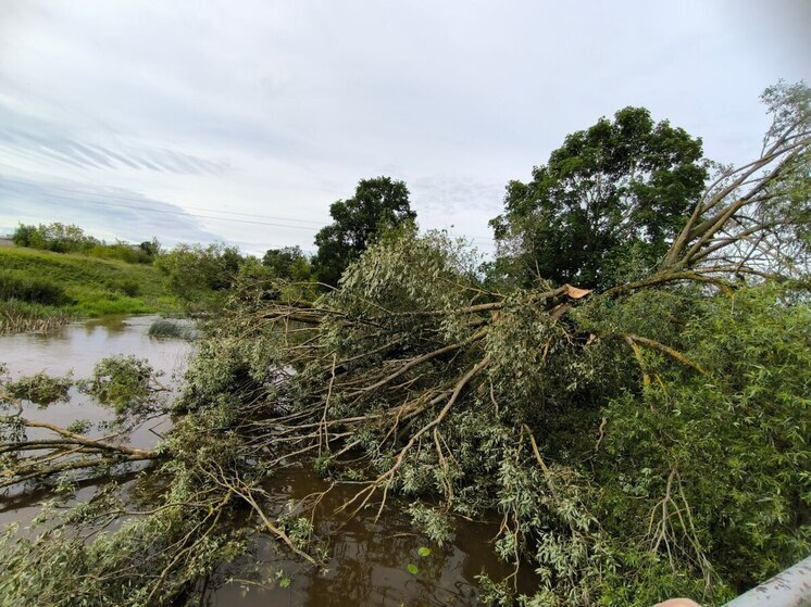 Вера Кондратьева рассказала, как восстанавливается Пыталовский район после шторма