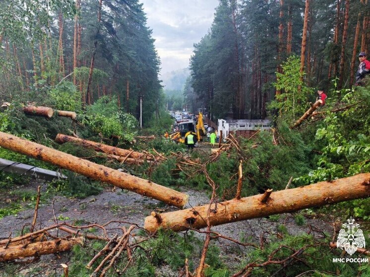 Мощный ветер повалил деревья на трассу в Чемальском районе Алтая