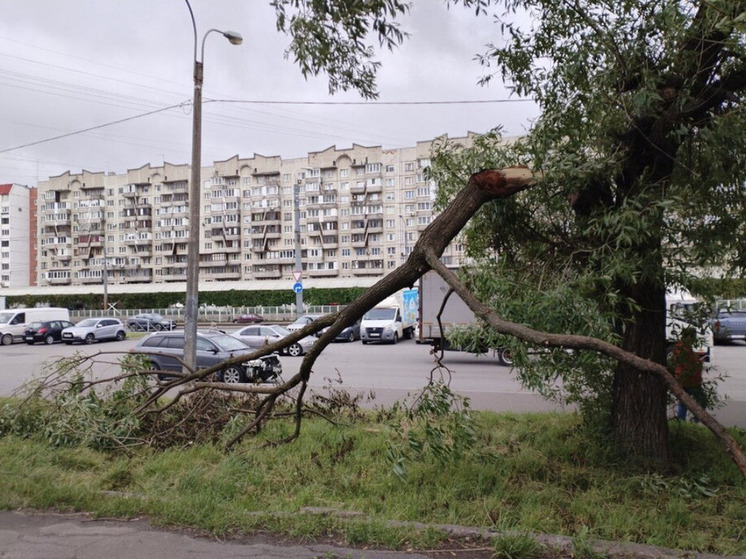 Спустя 10 дней после урагана Петербург расчистили от поваленных деревьев