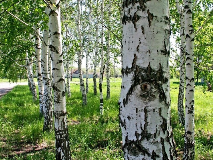Народные приметы: чего не стоит делать 15 июля, в день Берегини