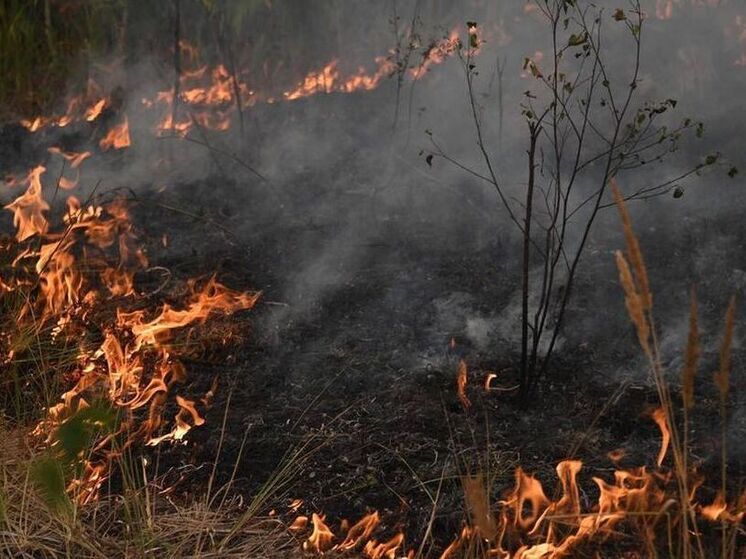 В Тулунском районе с любителей шашлыка взыскали стоимость тушения пожара