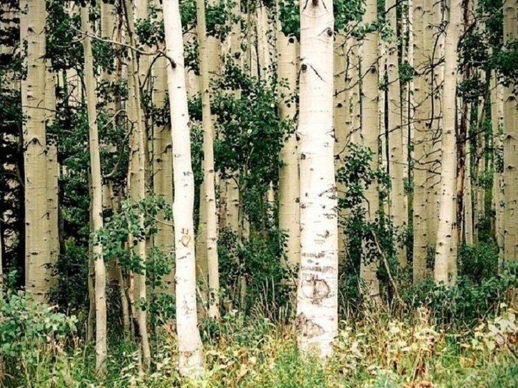 Берегиня поможет: на чеи сфокусироваться псковичам 15 июля