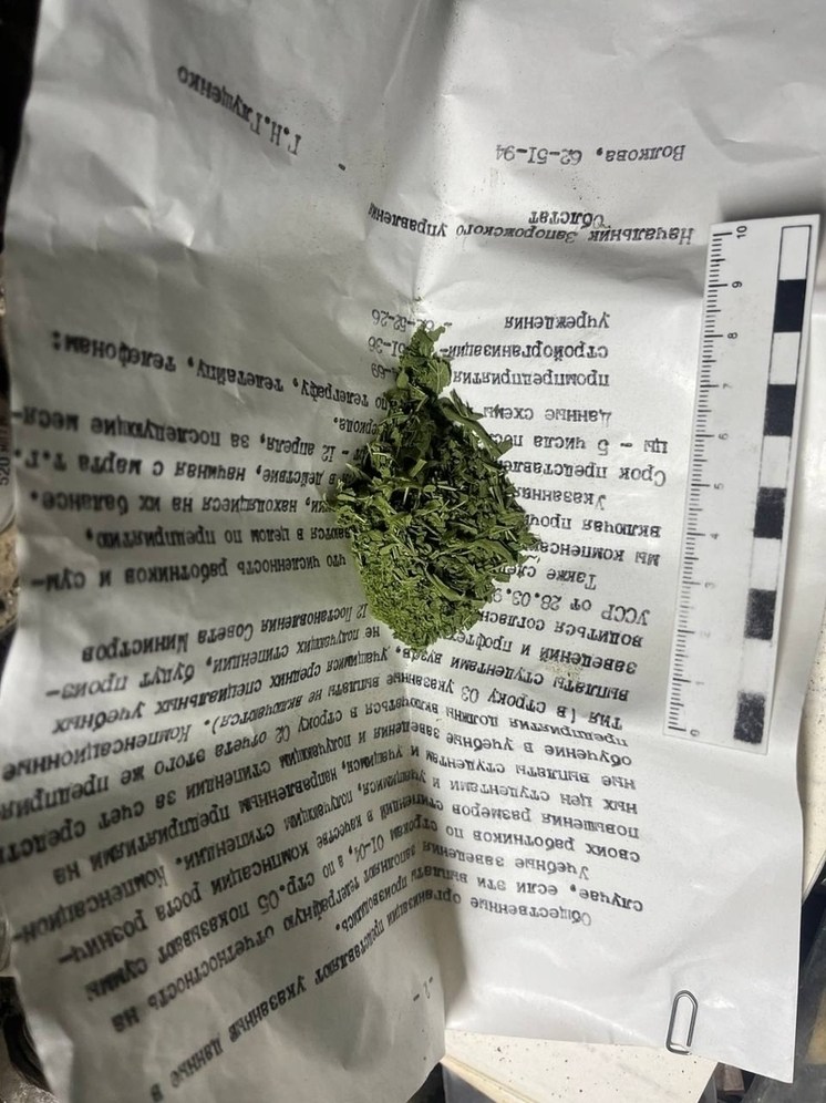 В Мелитополе задержан местный житель за незаконное выращивание наркотиков