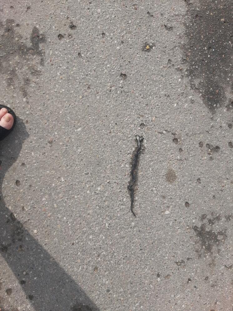 Змея напугала пковичей у почты на улице Новоселов