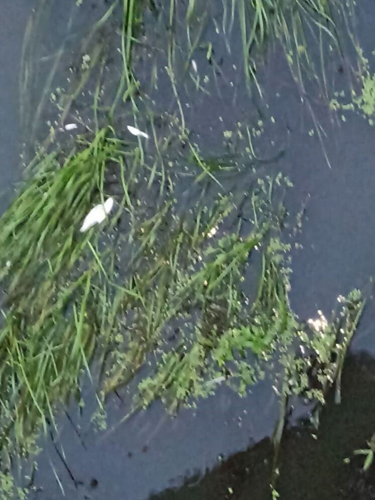 Калужская прокуратура взялась за кировскую Неручь