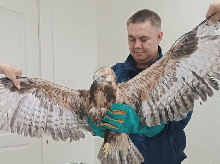 Женщина спасла обессилившего орла в Забайкалье