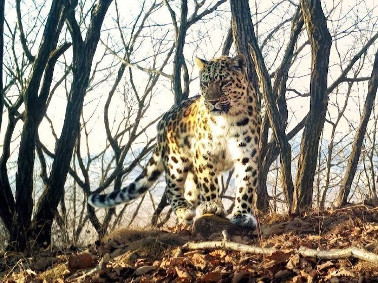 Подведены итоги конкурса по выбору имени леопарда