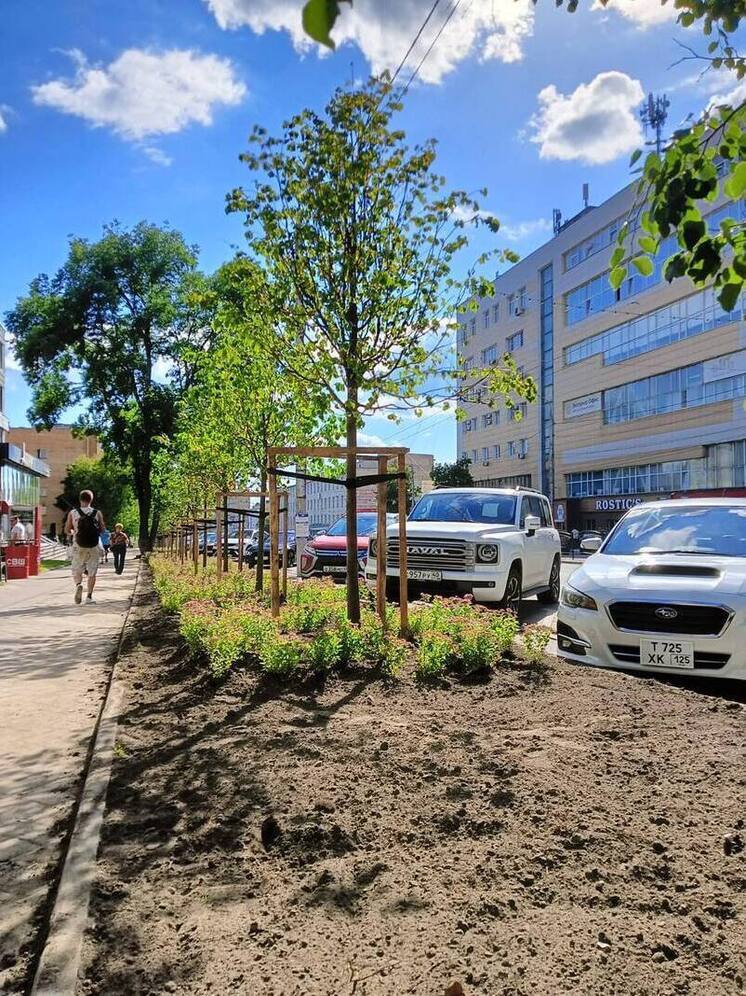 Калужан призвали не тревожится из-за пожелтевших листьевв