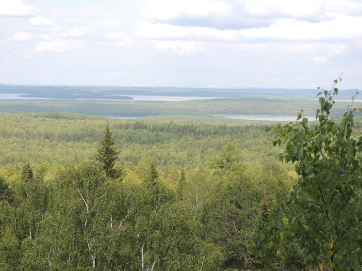 У 38 свердловчан подтвержден диагноз «клещевой энцефалит»