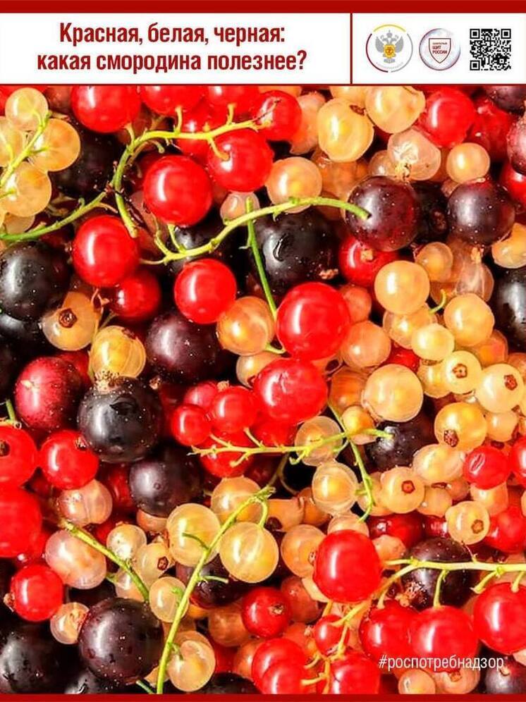 Роспотребнадзор рассказал, какая смородина полезнее: красная, черная или белая