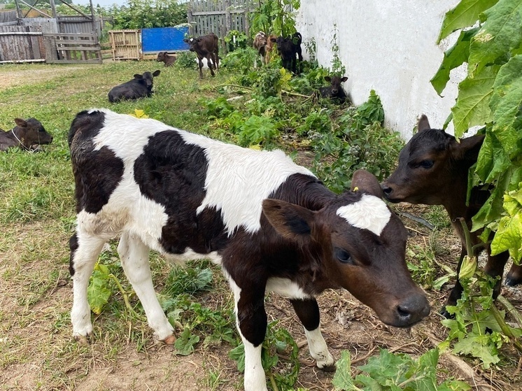 В сельскохозяйственной колонии-поселении № 7 Смоленского УФСИН с начала года родились 50 телят