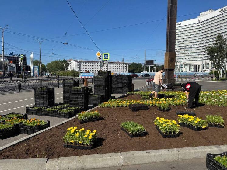Тюльпаны отцвели, но Мурманск не останется без цветов