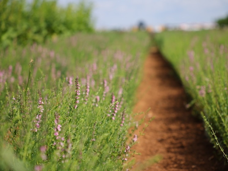 Народные приметы: что не стоит делать 16 июля в Маков день