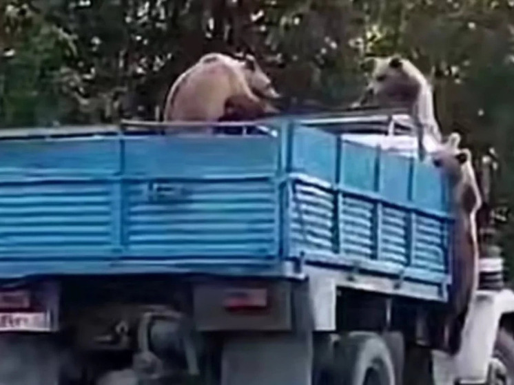 В Башкирии трое медведей завладели грузовиком и попали на видео