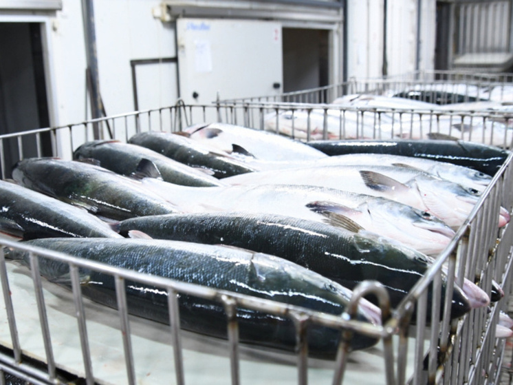 На Чукотке добыли 235 тонн красной рыбы