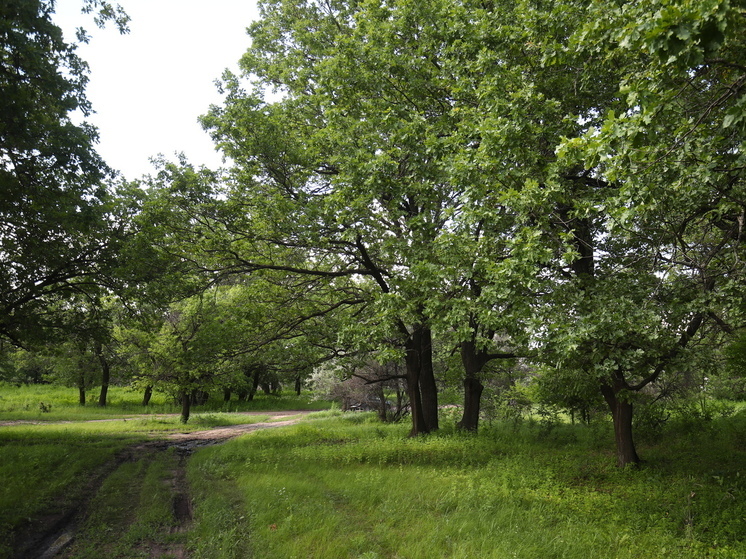 В Волгоградской области за неделю клещи покусали 106 человек