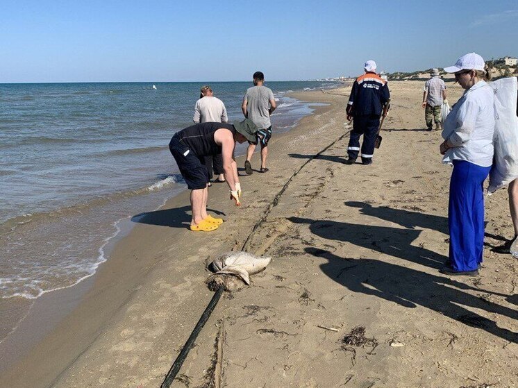 За пять дней в Анапе новых выбросов мазута не выявлено