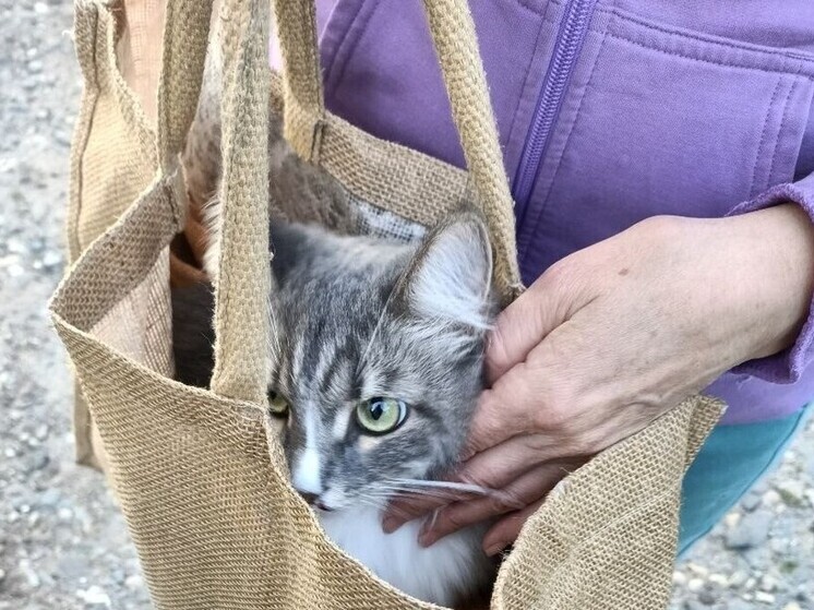 Летняя опасность: кошка выпала из окна многоэтажки в Архангельске, но её успели спасти
