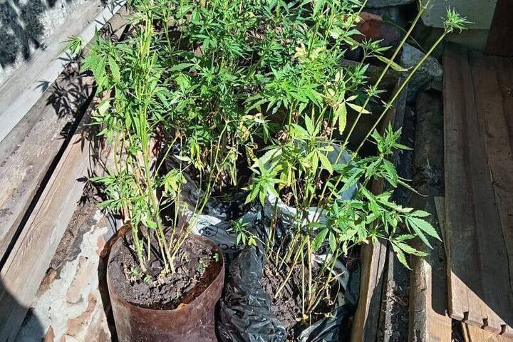 В Колышлейском районе задержали огородника с 33 кустами конопли