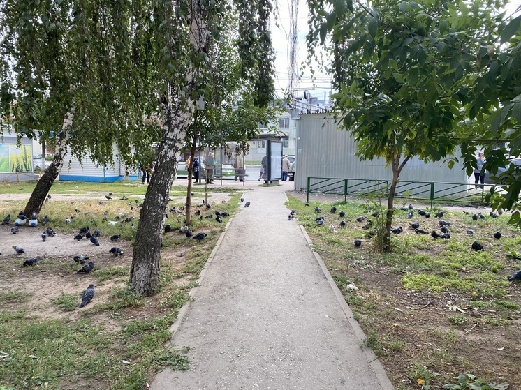 В трупах мёртвых голубей в Рязани голубей не нашли вируса гриппа птиц