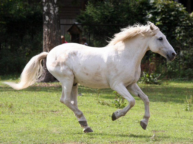 Владельцев лошадей в Одинцовском округе обвинили в жестоком обращении с животными