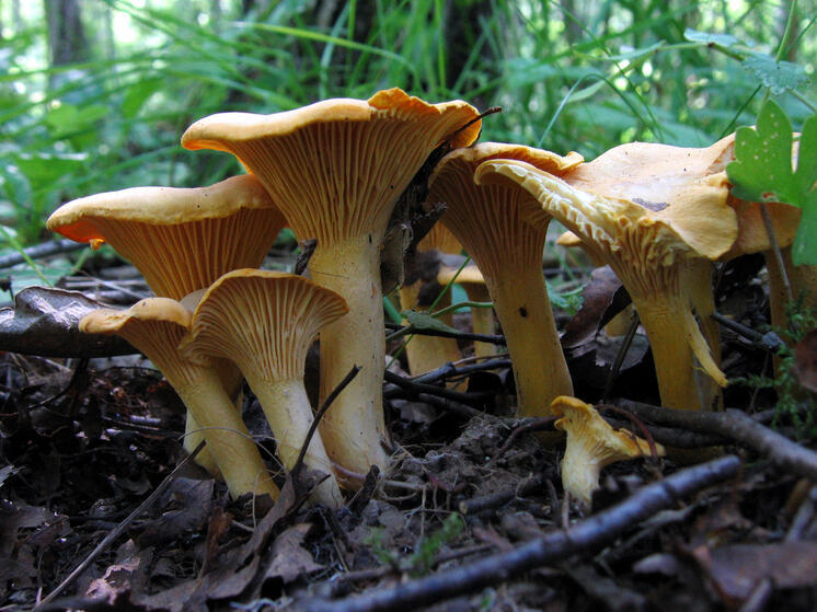 Грибники в Подмосковье собирают лисички корзинами