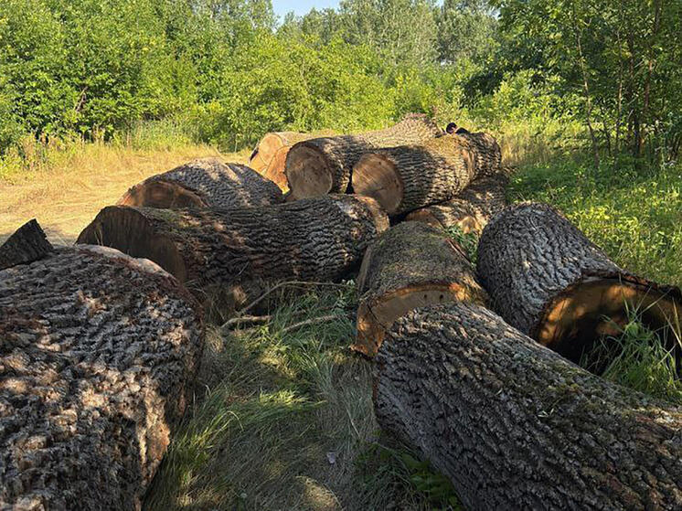 В КБР поймали с поличным «чёрного лесоруба»