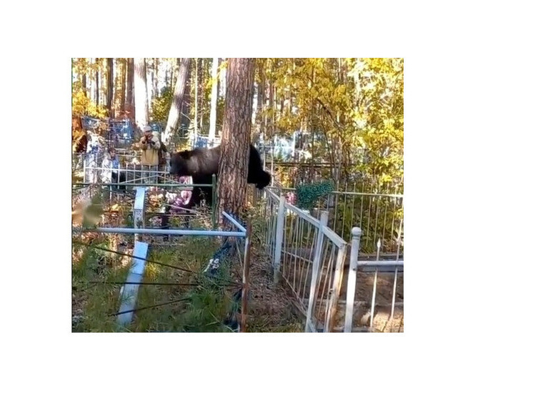 Медведь поселился на кладбище в Усть-Куте