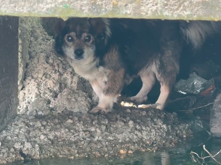 Собаку спасли на стройке в Людиново