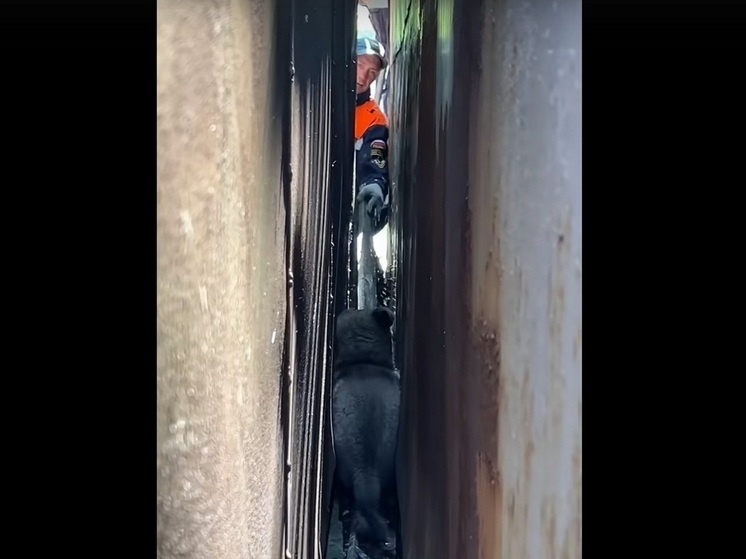 В ЕАО спасатели достали щенка, застрявшего между гаражами