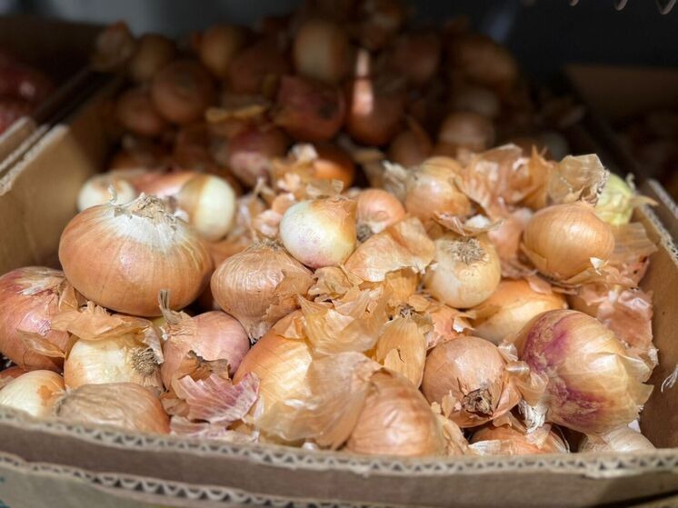 Аграрии Ставрополья начали уборку лука