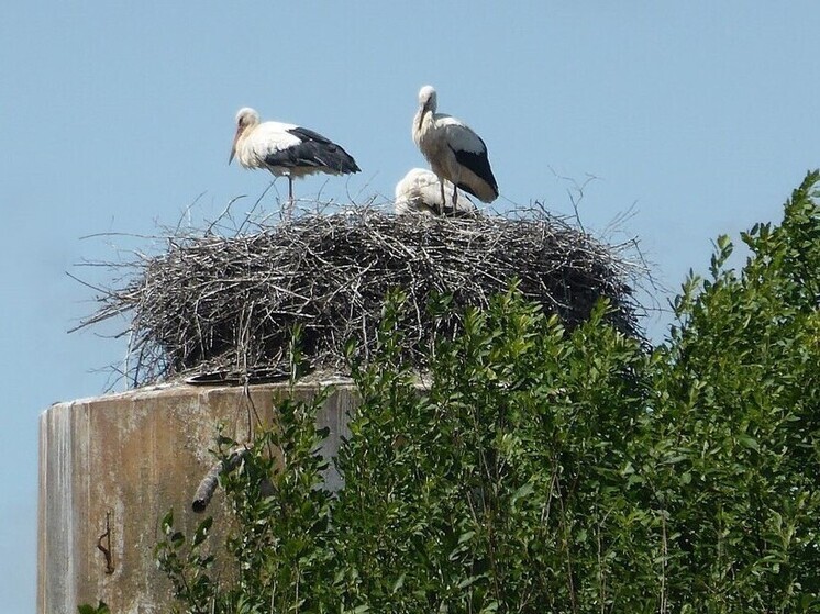 В Калужской области назвали самым населённый аистами район