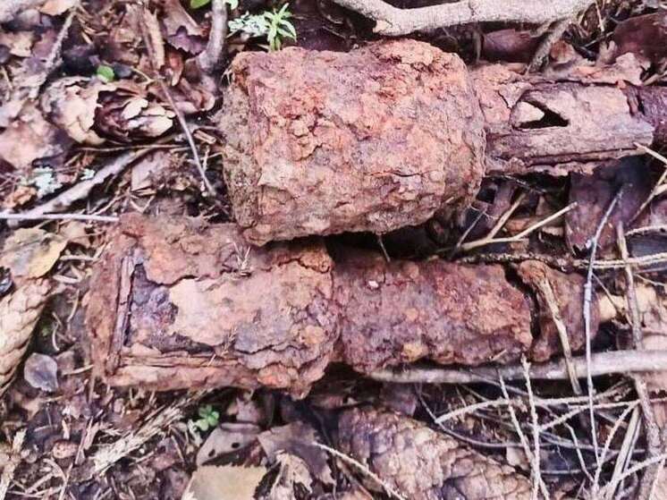 Грибник нашел в Подмосковье боеприпасы времен войны