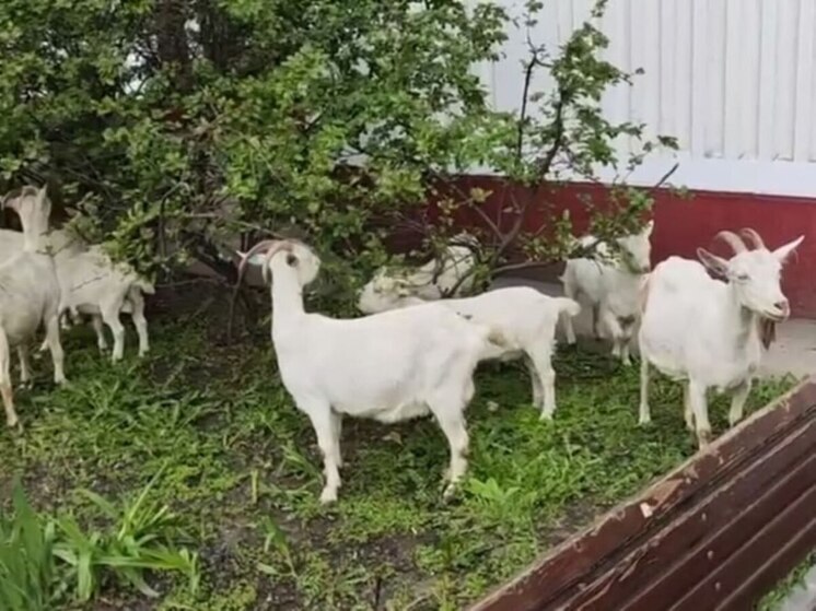 Владелец бутовских коз Валерий Аникеев: «Если бы мне дали субсидию, а не им, то я бы для коз хрустальный терем построил!»