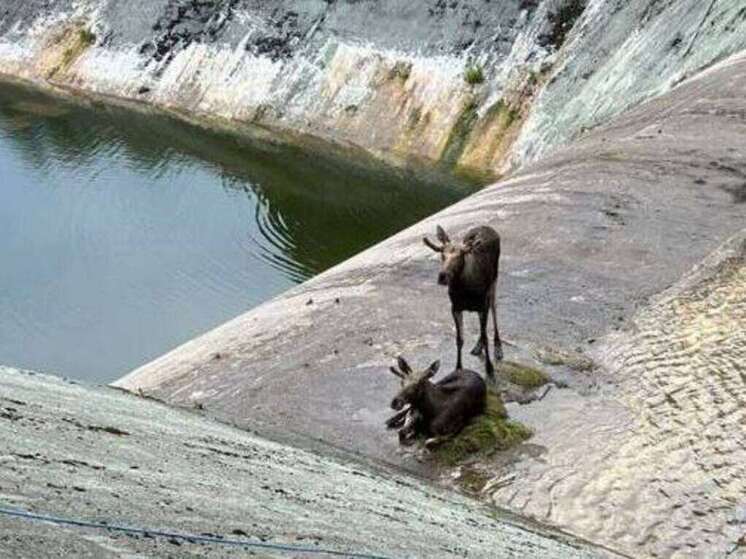 Специалисты предупредили, ситуация с лосями в округе Истра под контролем