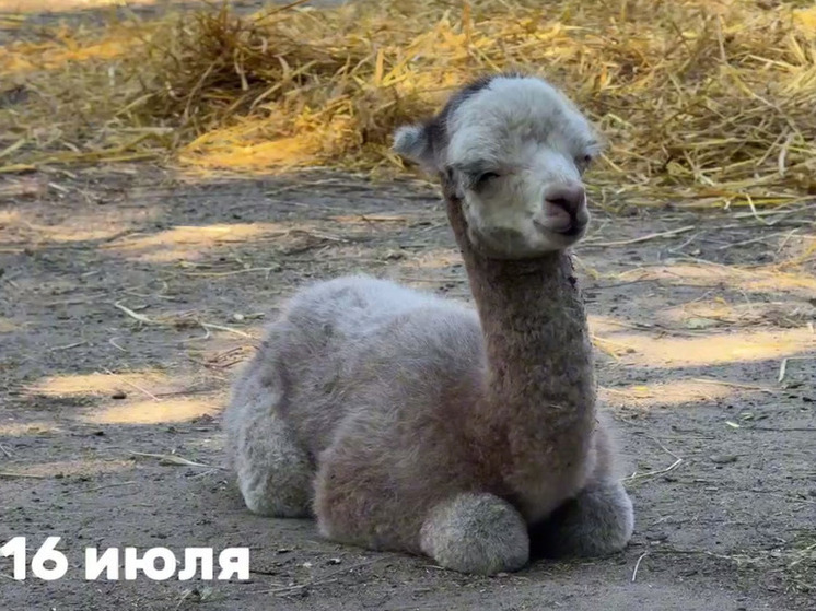 В Челябинском зоопарке родилась еще одна альпака