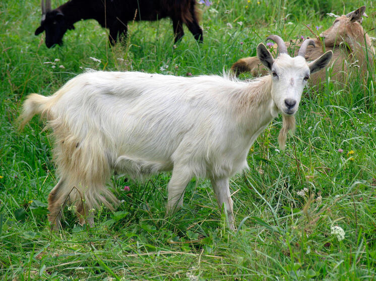 Хозяин бутовских коз поделился своими планами на будущее