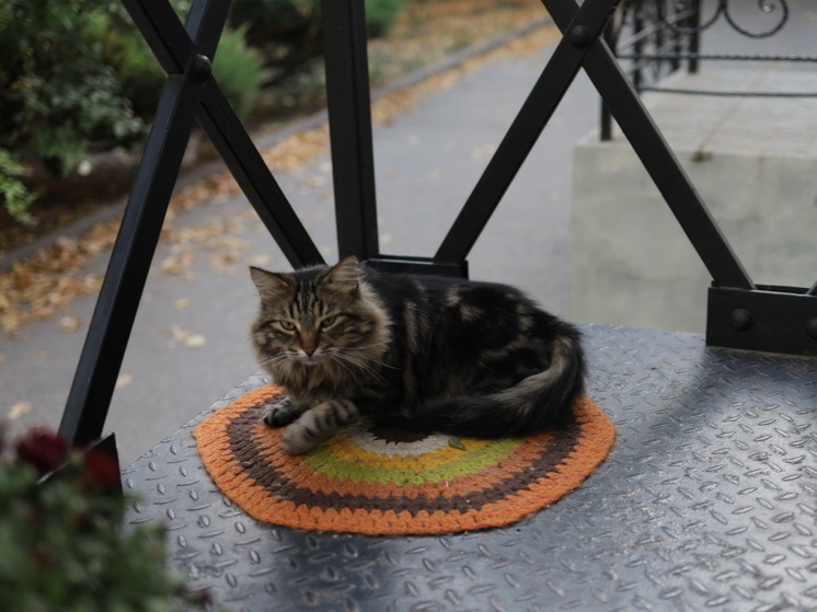 Mash: из Турции могут исчезнуть любимые туристами уличные коты