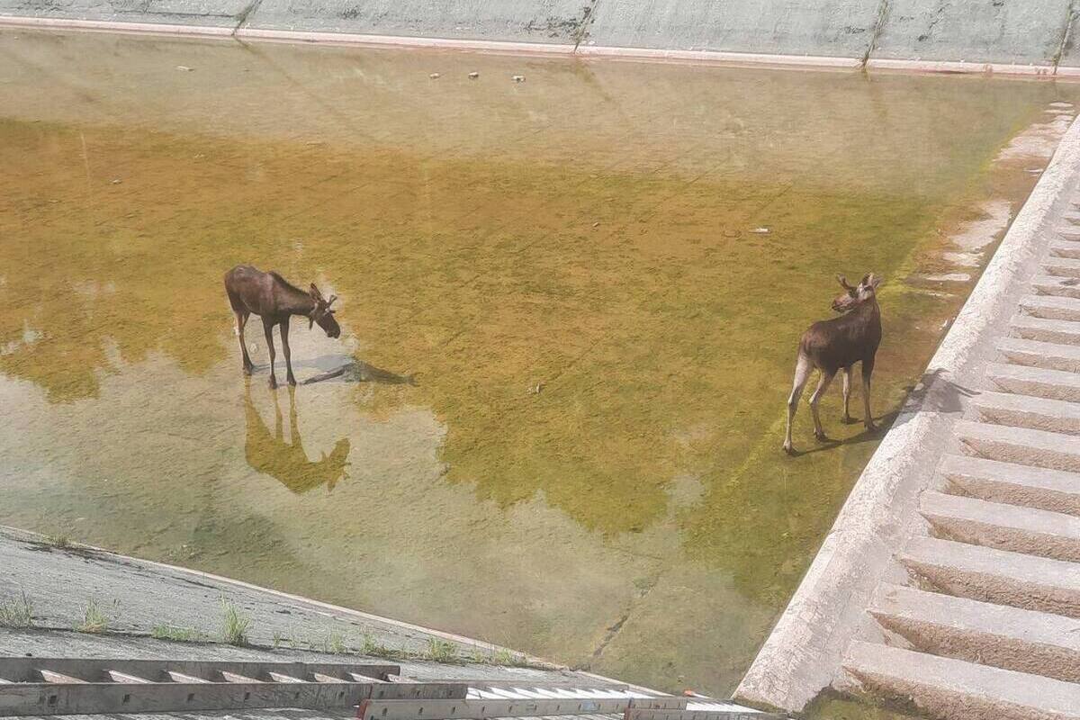 В подмосковной Истре спасли двух лосей, застрявших в водохранилище