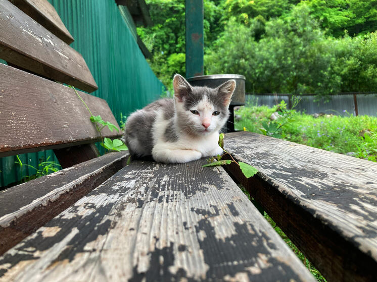 В Хабаровске 18 июля ожидается кратковременный дождь