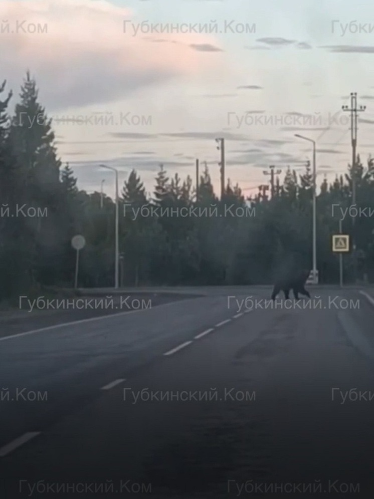 Медведь погнался за машиной на дороге к Пурпе