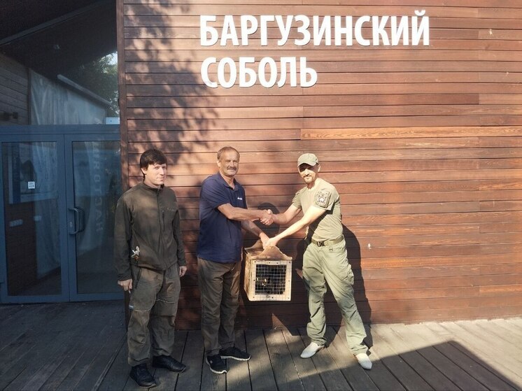 Соболёнок Байкал переехал из Байкальского заповедника в Тункинский нацпарк в Бурятии