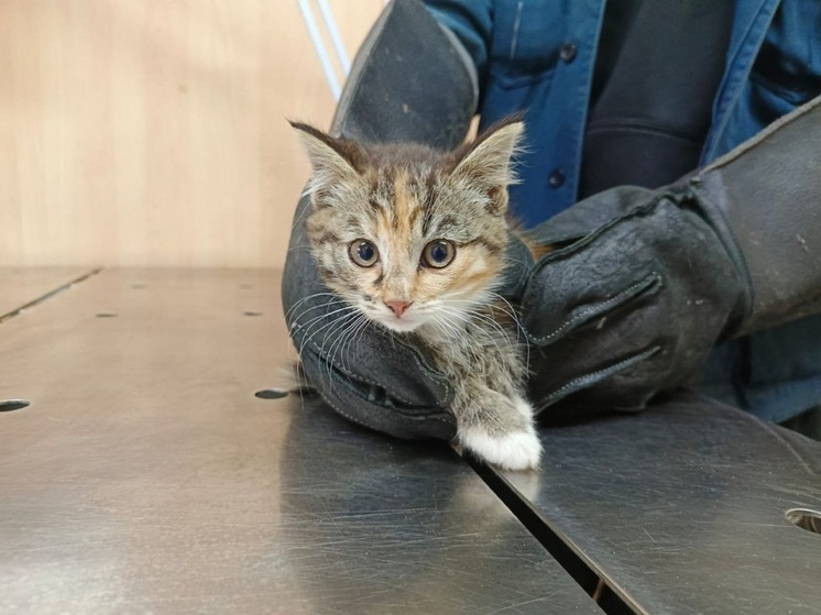 Угодившую в клетку-ловушку в Нарьян-Маре кошку назвали Маугли