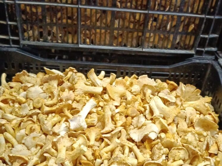 В Европу увезли более ста тонн калужских лисичек