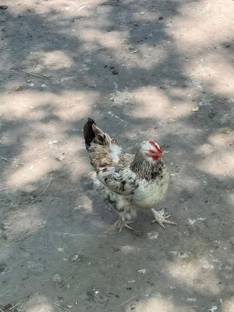 Экспорт мяса птицы из Ставропольского края превысил $130 млн