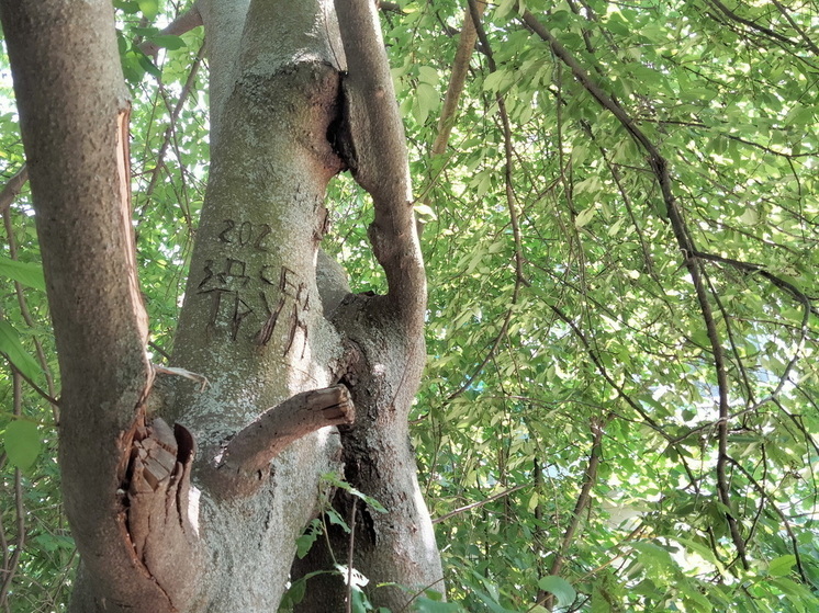 Это дерево осушит выгребную яму за 3 глотка: посадил дерево – и откачка больше не нужна