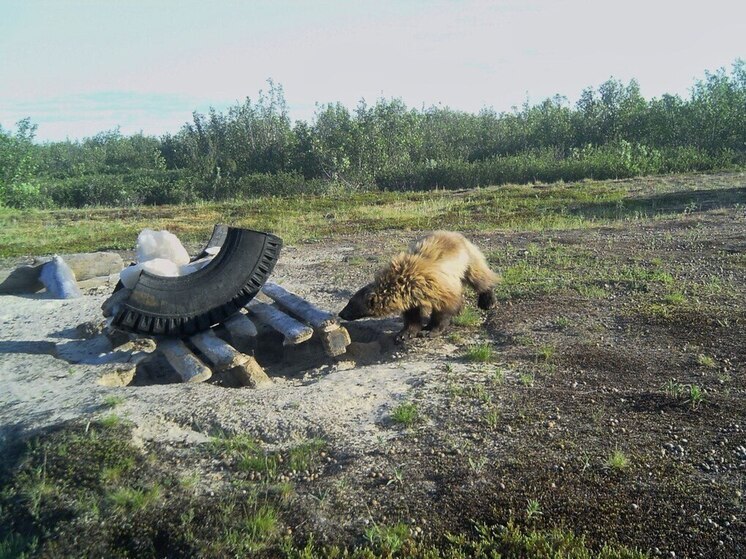Росомаха пришла к солонцу поесть соли и «попалась» в фотоловушку в ямальском заказнике