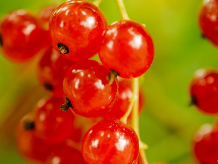 Смородина налилась, как виноград: одно удобрение — и никаких десятков баночек