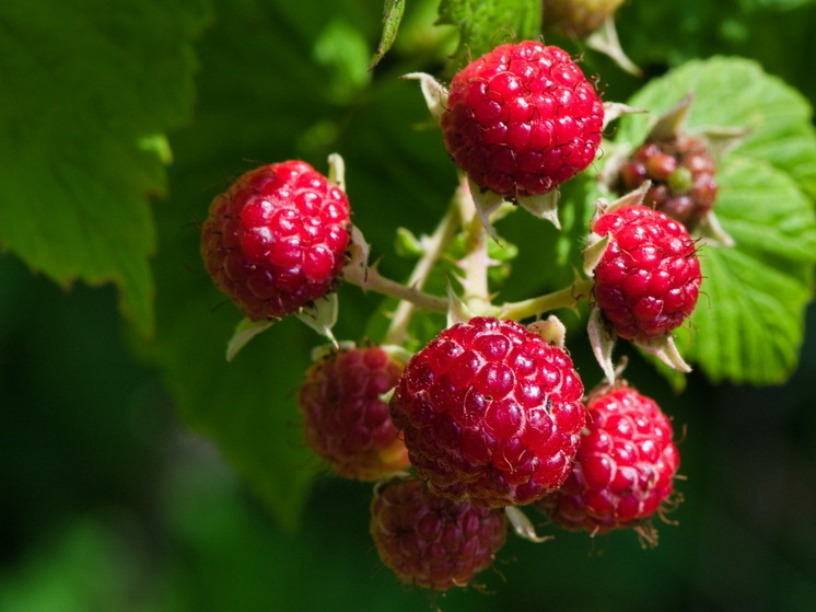 Один неверный шаг с малиной – и зимой останетесь без сладкого варенья: запомните и никогда ее не повторяйте