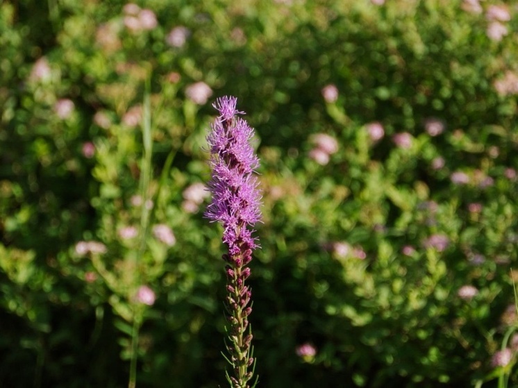Участники Томского движения "Ландшафтные волонтеры"  облагородили цветники на красных казармах